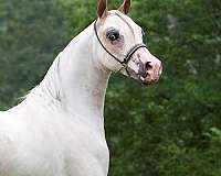 sorrel-overo-pintoframe-markings-pony