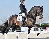 caballo-espanol-stallion