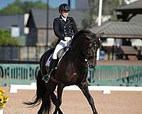 champion-dressage-stallion