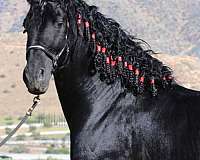 black-all-around-homozygous-horse
