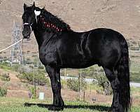 all-around-homozygous-black-stallion