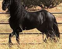 all-around-homozygous-black-horse