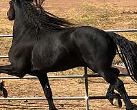 black-akc-horse
