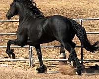 akc-stallion