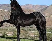 all-around-homozygous-friesian-horse