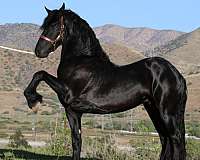 all-around-homozygous-stallion