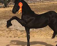 akc-friesian-horse