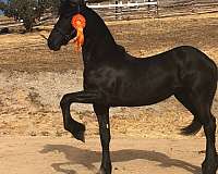 akc-horse