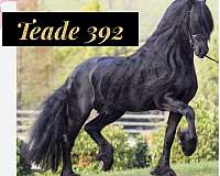 black-akc-stallion