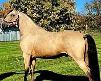 buckskin-all-around-gaited-horse