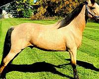 all-around-gaited-stallion
