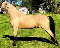 buckskin-tennuvian-horse-registry-stallion