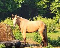 tennuvian-horse-registry-stallion