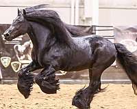 harness-stallion