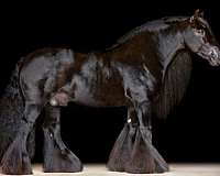 black-gvhs-horse