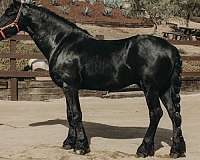 black-kpfs-register-horse