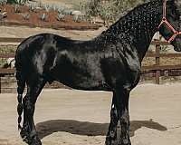 kpfs-register-stallion