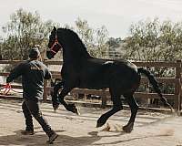 black-kpfs-register-stallion