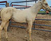 calm-stallion