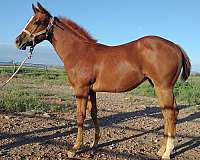 retirement-stallion