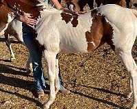 retired-stallion