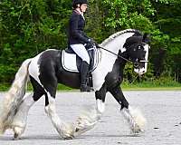 piebald-gypsy-horse-association-stallion