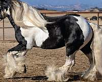 piebald-gypsy-horse-association