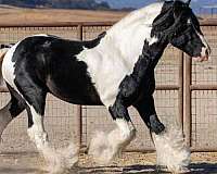 dressage-tobiano-gypsy-vanner-horse