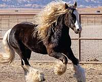 brown-gypsy-vanner-stallion