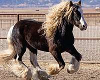 brown-homozygous-tobiano-horse