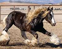 brown-gypsy-vanner-horse