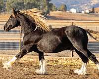 16-hand-gypsy-vanner-horse