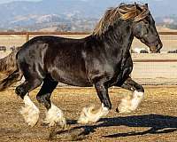 16-hand-gypsy-vanner-stallion