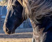 16-hand-tobiano-horse