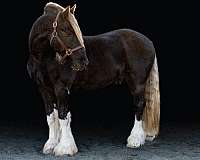 tobiano-friesian-horse