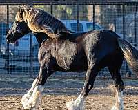 tobiano-white-champion-horse