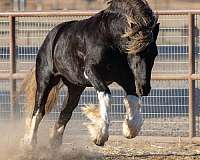 tobiano-white-dappled-horse