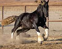 tobiano-white-tobiano-horse