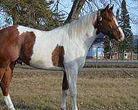 sorrel-apha-stallion