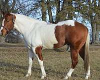 sorrel-apha-horse