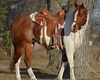 sorrel-paint-stallion