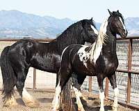tobiano-american-saddlebred-horse