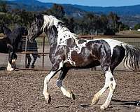 tobiano-american-saddlebred-stallion