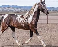 american-saddlebred-stallion