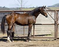 black-gypsy-vanner
