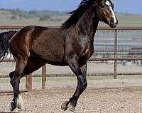 black-with-four-whites-a-blaze-horse