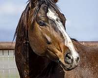 tobiano-drum-horse