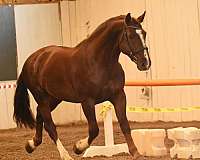 liver-chestnut-eventing-horse