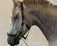 large-irish-draught-horse
