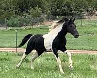 homozygous-black-tennessee-walking-horse